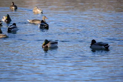 DSC_1157 (Large).JPG